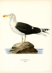 Goéland marin