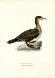 Grand cormoran