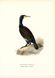 Grand cormoran