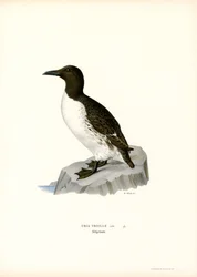 Guillemot (lithographie en couleur)