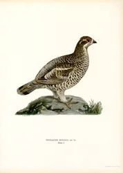 Gélinotte des bois