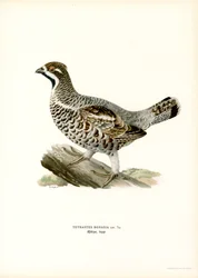 Gélinotte des bois