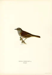 Fauvette des jardins (lithographie en couleur)