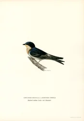 Hirondelle rustique (lithographie en couleur)