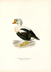 Eider à tête grise