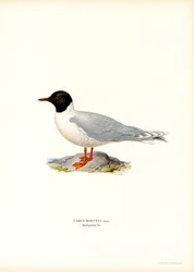 Petite Mouette