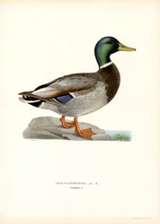 Canard Colvert