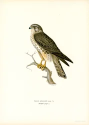 Faucon émerillon