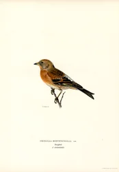 Pinson des montagnes