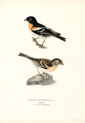 Pinson du Nord