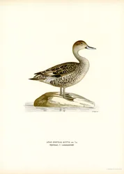 Canard pilet