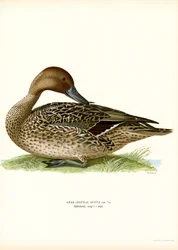 Canard pilet