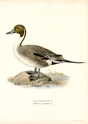 Canard pilet