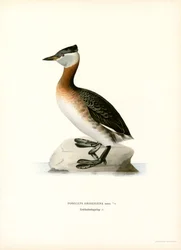 Grèbe jougris