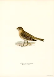 Pipit à gorge rousse