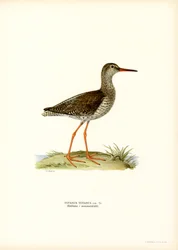 Chevalier gambette