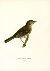 Grive mauvis