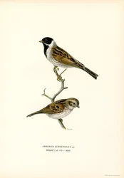 Bruant des roseaux