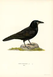 Corbeau freux