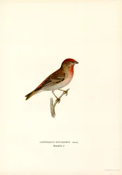 Roselin cramoisi