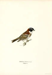 Bruant rustique (lithographie en couleur)