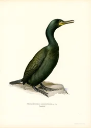 Cormoran huppé