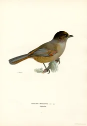 Geai de Sibérie