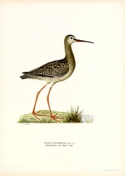 Chevalier arlequin