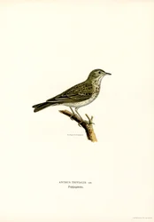 Pipit des arbres
