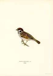 Moineau friquet