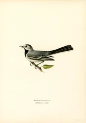 Bergeronnette grise (lithographie en couleur)