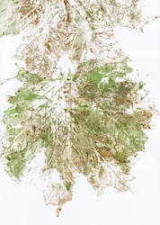 Imprimé feuilles d
