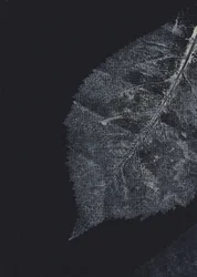 Les nervures sombres des feuilles