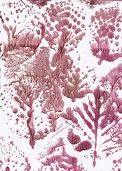 Flux marron bio