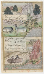 Deux buffles sauvages, vers 1589