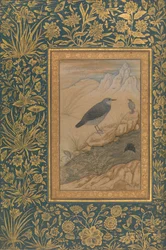 Plongeur et autres oiseaux, Folio de l