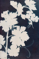 Feuilles de vigne, 2023 (cyanotype)