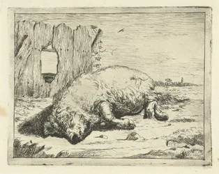 Cochon couché