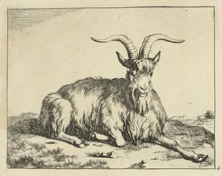 Chèvre couchée avec la patte avant étendue