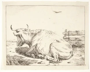 Vache couchée
