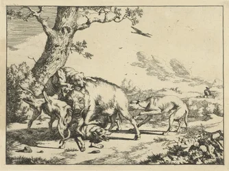 Sanglier attaqué par quatre chiens de chasse