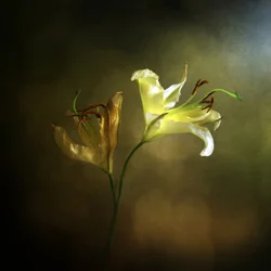 Le lys en fleur et fané