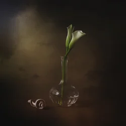 Élégants lis calla