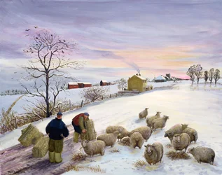 Nourrir les moutons en hiver