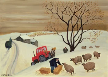 Apporter du foin aux moutons en tracteur