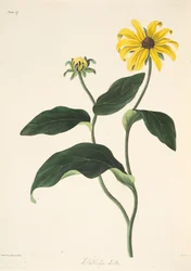 Rudbeckie aux yeux noirs, tirée de Illustrations florales des saisons, publiée en 1829