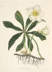 Hellébore noir ou Rose de Noël, des Illustrations florales des saisons, pub. 1829