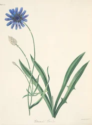 Catananche bleue, des Illustrations florales des saisons, pub. 1829