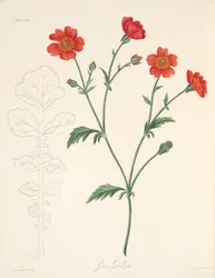 Benoîte du Chili, des Illustrations florales des saisons, pub. 1829