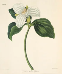 Trille à grandes fleurs, des Illustrations florales des saisons, pub. 1829